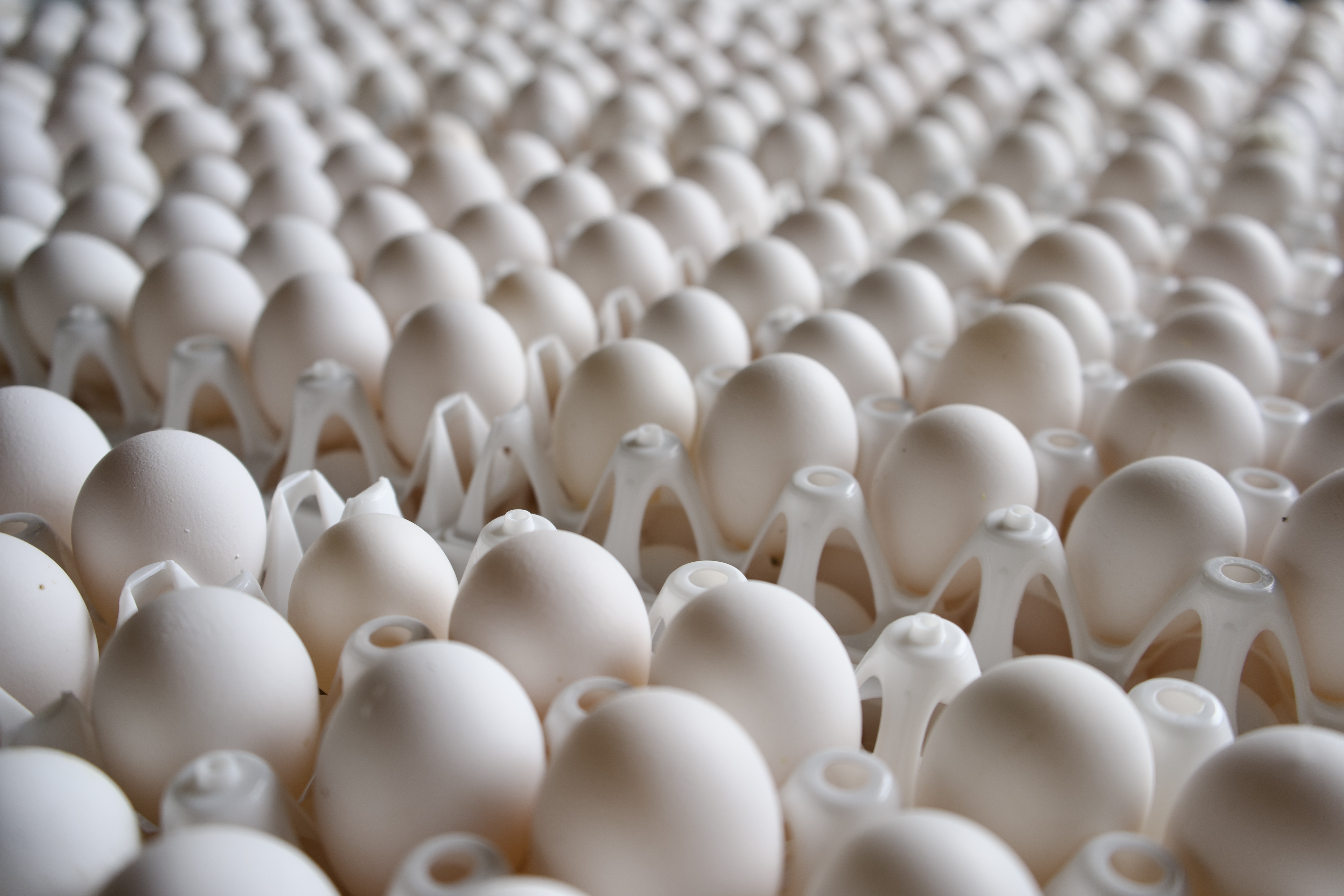 Voortman Egg Ranch - Family owned ranch providing Southern California ...